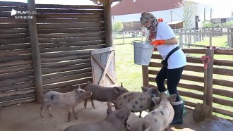 Andrea Nóbrega sente medo dos porcos e tenta fugir dos animais