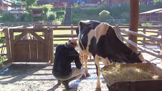 Após terminar com Hari, Lucas cuida da vaca em silêncio
