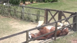Cavalo Lyon rola na terra e Diego Grossi acha graça: 'Poerada!'