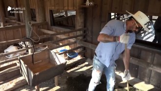 Diego Grossi acorda cedo para cuidar do curral da vaca