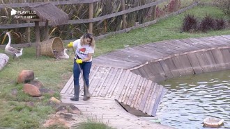 Diego Grossi ajuda Thayse Teixeira na limpeza do lago dos gansos