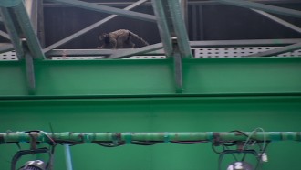 Novo integrante do BBB 24? Brothers recebem visita inusitada