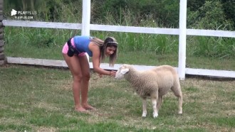 Hari Almeida brinca pela primeira vez com as ovelhas da sede