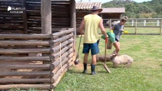Hari Almeida e Lucas Viana acordam cedo para cuidar dos porquinhos