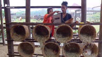 Hari Almeida e Sabrina Paiva coletam ovos das galinhas