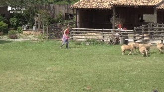Hariany Almeida enfrenta dificuldade ao conduzir ovelhas