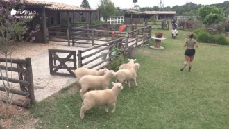 Hariany Almeida toma um baile das ovelhas durante tarefa