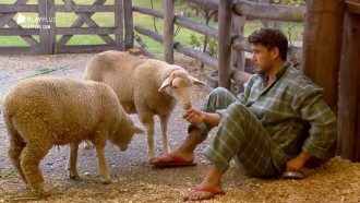 Lucas Viana acorda e vai acariciar bezerro e alimentar ovelhas