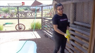 Na manhã pós-festa, Thayse sofre para cuidar das aves