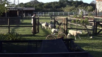 Netto cumpre obrigação da semana recolhendo as ovelhas da sede