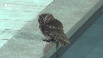 Peões se encantam com aparição de coruja na sede