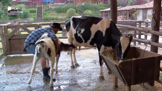 Phavanello tira bezerro da teta da vaca para ordenhar o animal