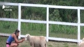 Relembre os melhores momentos de Hari com as ovelhas