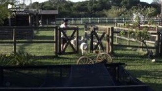 Relembre três vezes que as ovelhas deram um baile nos peões