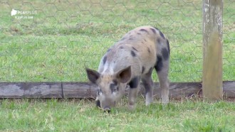 Rodrigo Phavanello diz que porcos comeram até a cerca do chiqueiro