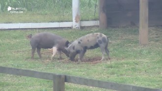 Rodrigo Phavanello limpa chiqueiro, enquanto os porcos se divertem