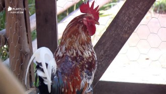 Sabrina elogia galo e Thayse rebate: “Não é para tanto”