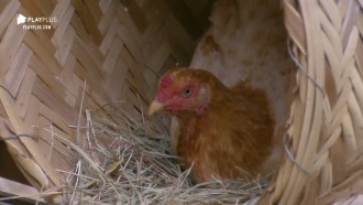 Tati Dias tenta tirar galinhas do ninho, mas fica com medo