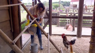 Thayse Teixeira dá bronca nas galinhas: 'Que esculhambação!'