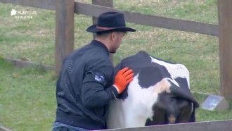 Vaca empaca e Lucas se esforça para tentar conduzir animal