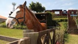 Veja 3 momentos engraçados do cavalo Lyon em A Fazenda 11