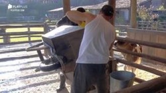 Veja 5 momentos em que os peões ajudaram uns aos outros nas tarefas