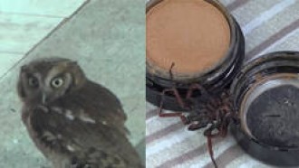 Veja os animais que fizeram uma visita especial aos peões