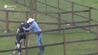 Veja os momentos hilários que os animais já dividiram com os peões&nbsp;