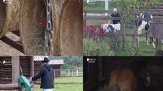 Veja os momentos mais engraçados dos bichos em <i>A Fazenda 11</i>