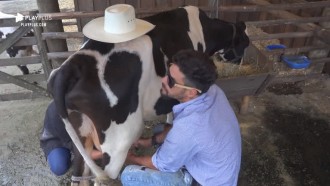 Viny Vieira ajuda Diego Grossi a tirar leite da vaca no curral