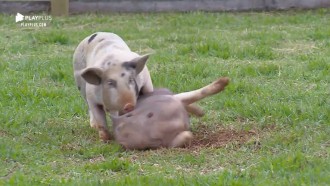 Viny Vieira cuida dos porcos e brinca: 'Vamos pro shopping!'