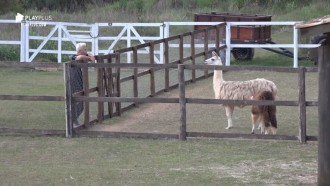 Viny Vieira 'fala' com as lhamas e vacas: 'Eu venho em paz'