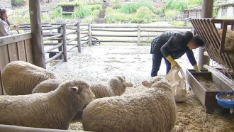 Biel cuida das ovelhas - A Fazenda 12