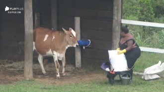 Jojo conversa com a vaca - A Fazenda 12