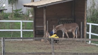Lidi faz carinho em jumentos - A Fazenda 12