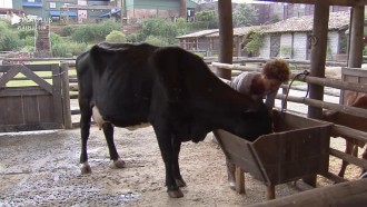 Lidi Lisboa cuida da vaca - A Fazenda 12