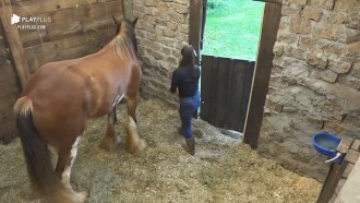 Stéfani cuida do cavalo Lyon - A Fazenda 12
