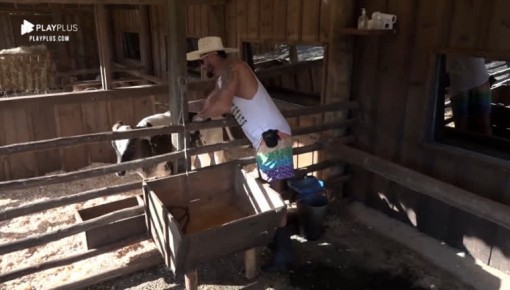 Diego brinca com bezerro Chiquinho e pede: 'Não faz bagunça'