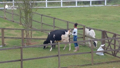 Sabrina Paiva encontra dificuldade para conduzir vaca no curral