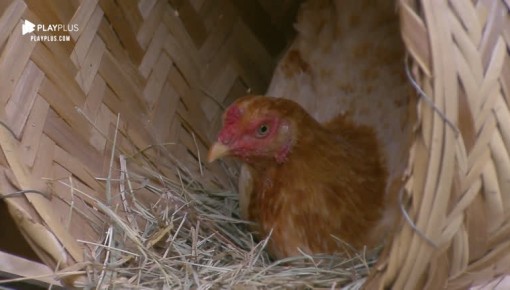 Tati Dias tenta tirar galinhas do ninho, mas fica com medo