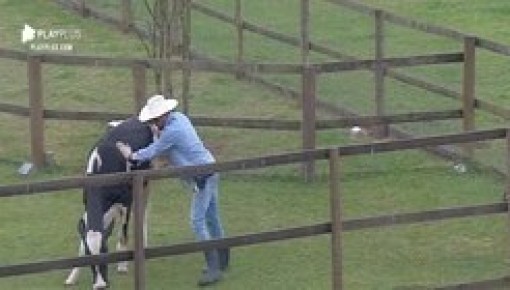 Veja os momentos hilários que os animais já dividiram com os peões&nbsp;