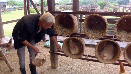 Viny Vieira imita Chacrinha na hora de coletar ovos das galinhas