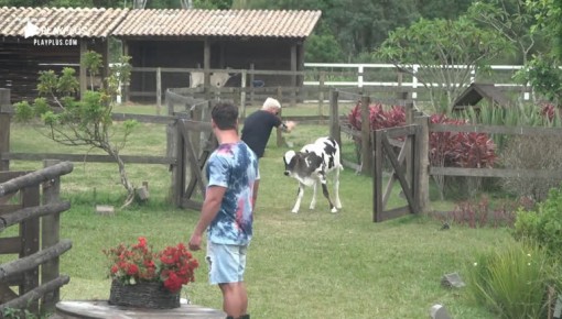 Viny Vieira protagoniza cena hilária brincando com bezerro