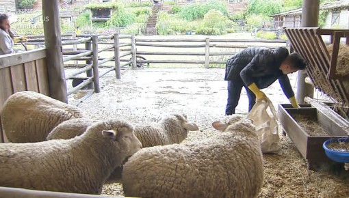 Biel cuida das ovelhas - A Fazenda 12