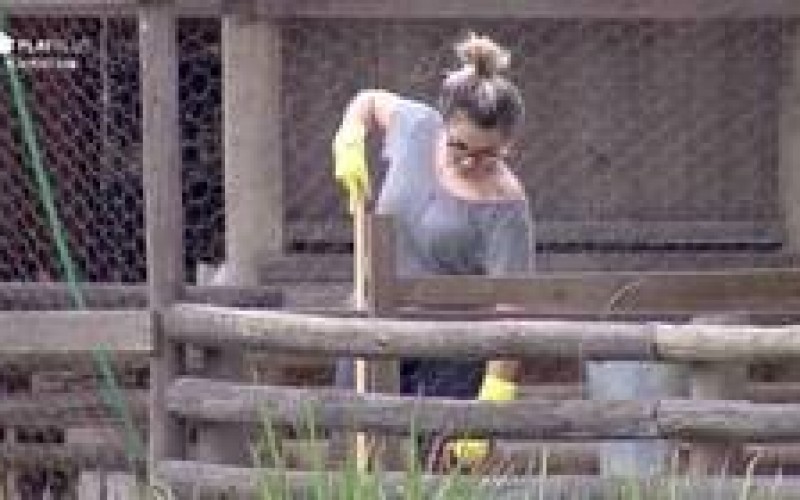 4 momentos em que Thayse divertiu o público ao cuidar das galinhas