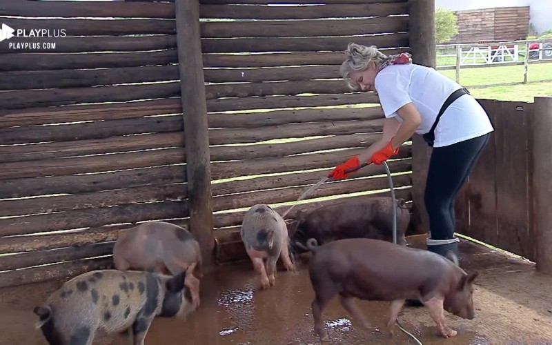 Andréa Nóbrega fica com medo de briga dos porcos no chiqueiro