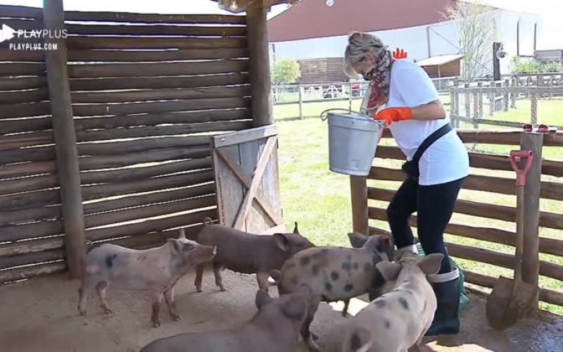 Andrea Nóbrega sente medo dos porcos e tenta fugir dos animais