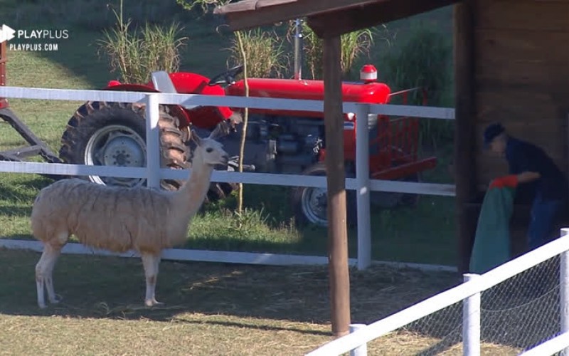 Andréa volta a cuidar de lhamas após não cumprir tarefa no sábado