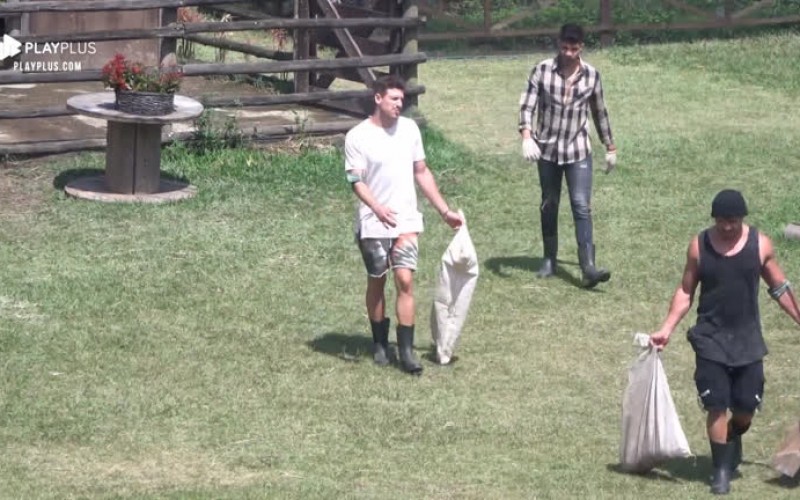 Após Lucas receber mordida, peões dizem que porcos comem gente