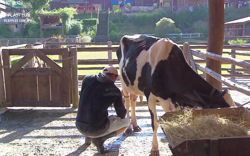 Após terminar com Hari, Lucas cuida da vaca em silêncio